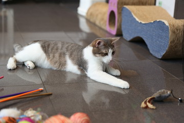 portrait of  playful gray home cat close up