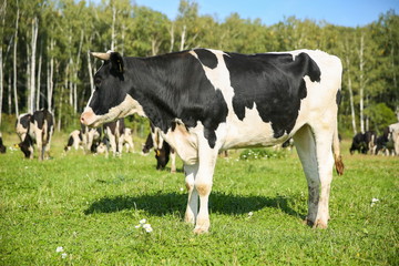 Naklejka na ściany i meble cows graze in a meadow in summer on a sunny day