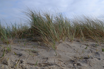 Strandgras weht im Wind am Strand