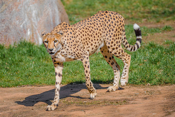 Portrait of an adult strong and fast African cheetah on move for prey, closeup, details