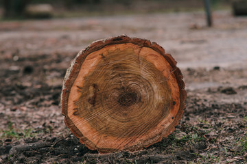 wood texture