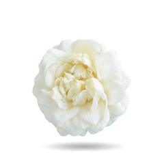 Thai jasmine white flower  isolated on white background.This has clipping path. 