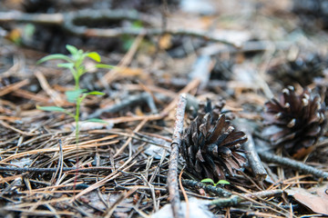 Pine cones, twigs and needles on ground. Thicket ground covered by needles. Woodland ecosystem.