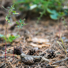 Pine cones, twigs and needles on ground. Thicket ground covered by needles. Woodland ecosystem.