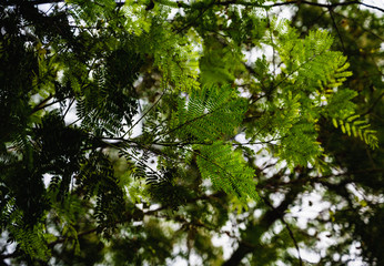 Albizia lebbeck
