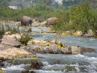 Wunderschöne Landschaft: Die Flussarme des Mekong bei Muang Khong, Laos