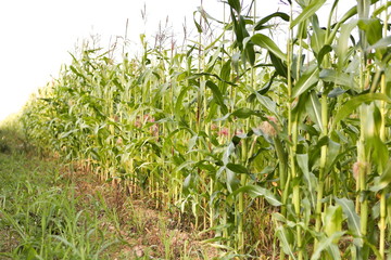 corn field on a summer sunny day