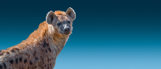 Banner with portrait of huge and powerful adult African spotted hyena at blue gradient background with copy space, closeup, details