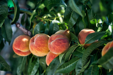 Ripe peach fruit on a branch . Healthy diet .