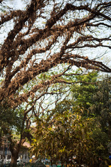 Spreading branches of the tall perennial Banyan trees in the Park of Kerala. Indian tropical Banyan