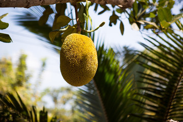 Breadfruit ripens on the branch of a tropical tree. Jackfruit is illuminated by the sun, a tropical...