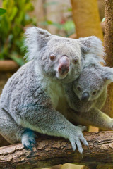 Koala (Phascolarctos cinereus)