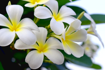 Fototapeta na wymiar White and yellow flower of Plumeria or Frangipani with green leave blurred Background