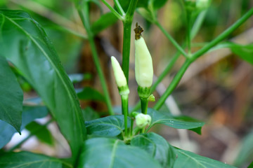 Fresh green chilli (Pepper) with green leaf, organic plant in garden