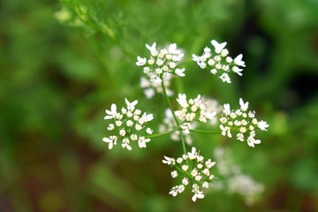 selective focus of white Coriander flowers with green nature blurred background
