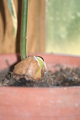 seedling in a pot