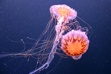 Scyphoid jellyfish. Under the water. Underwater world. Aquarium.