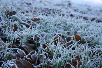 frost on the grass