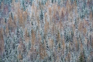 Texture of strees covered with snow on a side of a a hill in winter