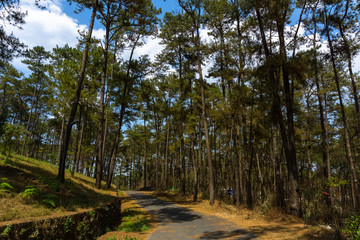 ashphalt road through the pine trees in NEHU campus