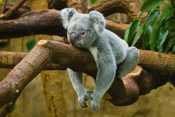 Koala (Phascolarctos cinereus)