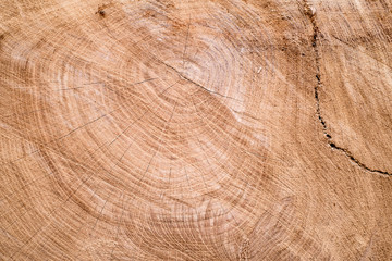 Closeup view of end cut wood tree section
