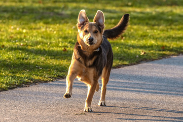 Junder deutscher Schäferhund