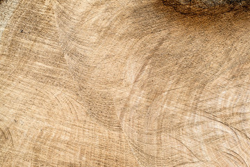 Closeup view of end cut wood tree section
