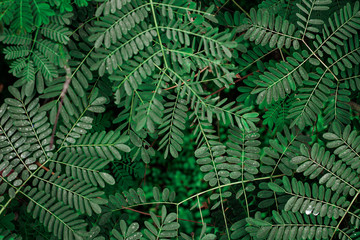 Beautiful green plants in garden