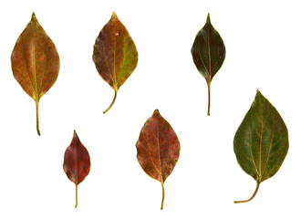 様々な色に紅葉するクスノキの葉っぱ。白背景。