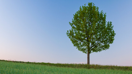 Fototapeta na wymiar Samotne drzewo rosnące na szczycie wzniesienia pośród pól