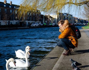 Fototapeta premium Young men playing with swans in a park in dublin