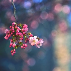 Beautiful blossom tree. Nature scene with sun on Sunny day. Spring flowers. Abstract blurred background in Springtime.