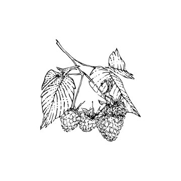 recommend clip art: Hand drawn raspberry bunch with berries and leaves. Sketch style vector illustration. Black isolated botanical vector illustration on white background