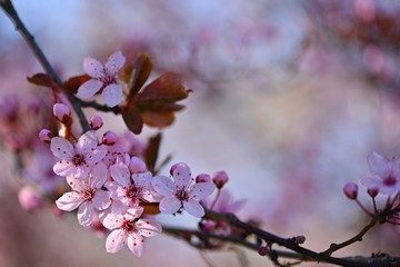 Beautiful flowering Japanese cherry - Sakura. Background with flowers on a spring day.