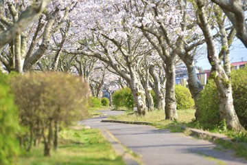 サクラがある日本の風景（千葉県旭市袋公園）