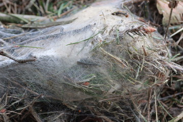 Cocon de chenilles processionnaires du pin