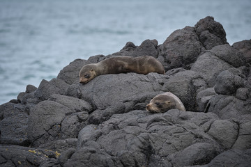 Royal Albatross Centre, Otago, Dunedin, New Zealand - January 10, 2019 : Young fur seals sleeping on the rocks below the Albatross Centre
