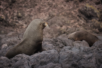 Royal Albatross Centre, Otago, Dunedin, New Zealand - January 10, 2019 : Fur seals on the rocks below the Albatross Centre
