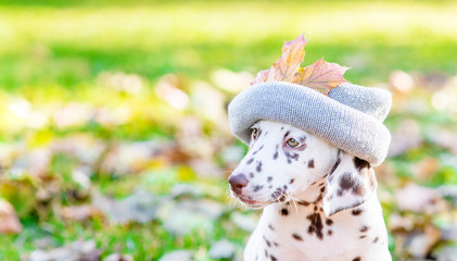 Close up Dalmatian puppy wearing a warm hat in autumn park looks away on empty space