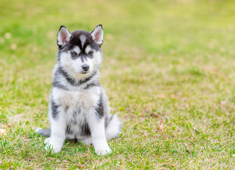 Siberian husky puppy sits on green summer grass. Empty space for text
