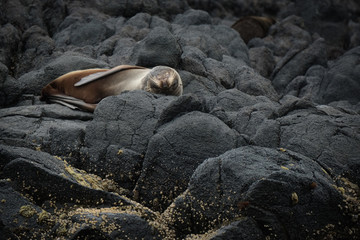 Royal Albatross Centre, Otago, Dunedin, New Zealand - January 10, 2019 : Fur seal taking a nap on its back on the rocks below the Albatross Centre