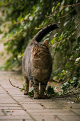 Сute cat on a walk