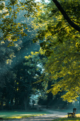 Sunny morning in the park. Green trees and clean air