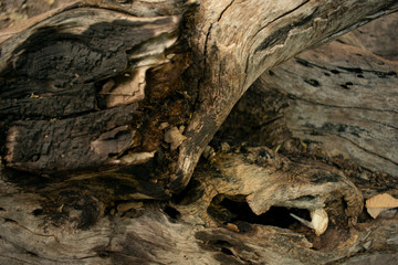 Fototapeta na wymiar Textura de madera