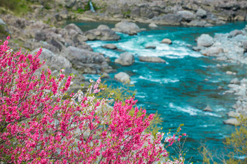 花見と仁淀川