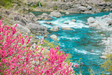 花見と仁淀川
