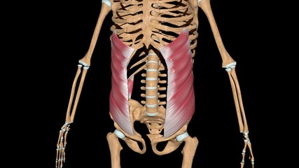 Abdominal External Oblique Muscles on Skeleton