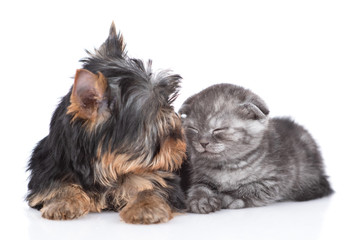 Yorkshire Terrier puppy sniffs sleepy kitten. Isolated on white background