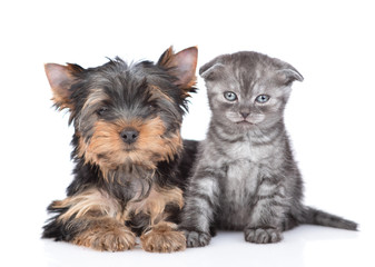 Portrait of a Yorkshire Terrier puppy and kitten  siting together in front view. Isolated on white background
